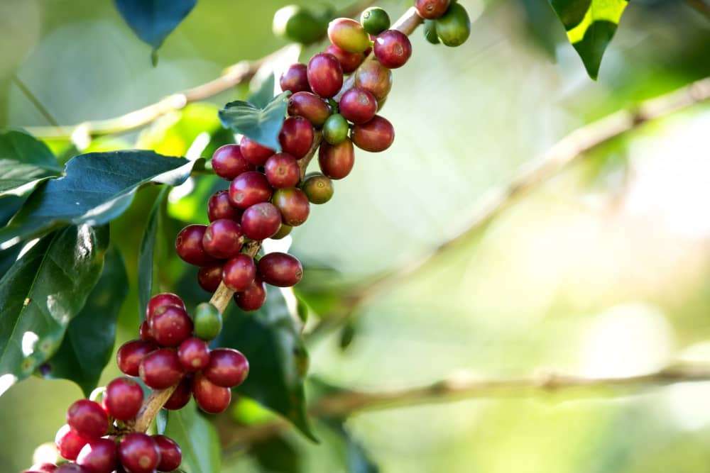 What to do with Coffee Cherries?