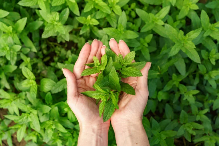 Interesting Ways You Should Know About How to Dry Mint for Tea