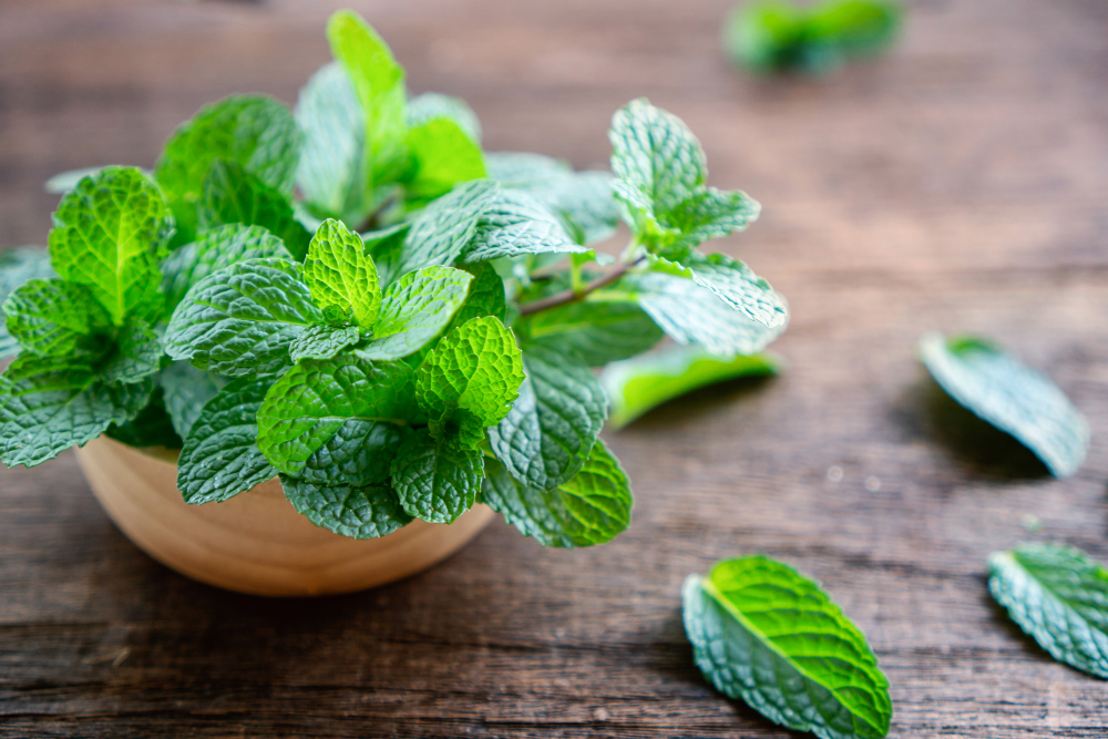 How to Make Mint Tea from Dried Mint Leaves
